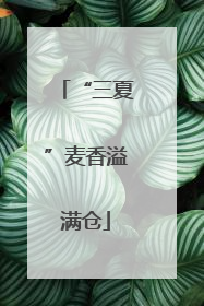 “三夏”麦香溢满仓
